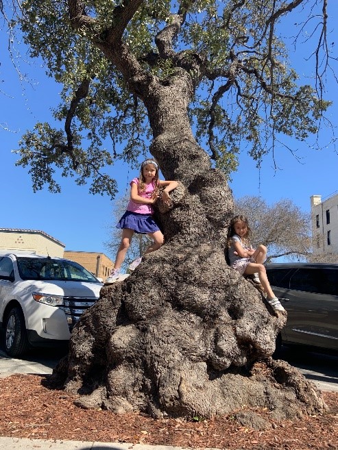 Children Enjoying the Outdoors Playing Outside on Tree